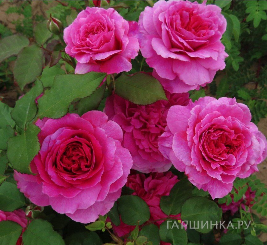 Роза Габриэль Оук, Д.Остин кустарниковая
