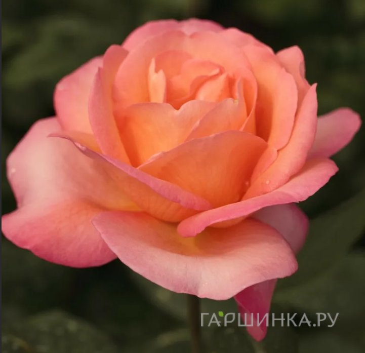 Роза Джаз Фестиваль, Мейян