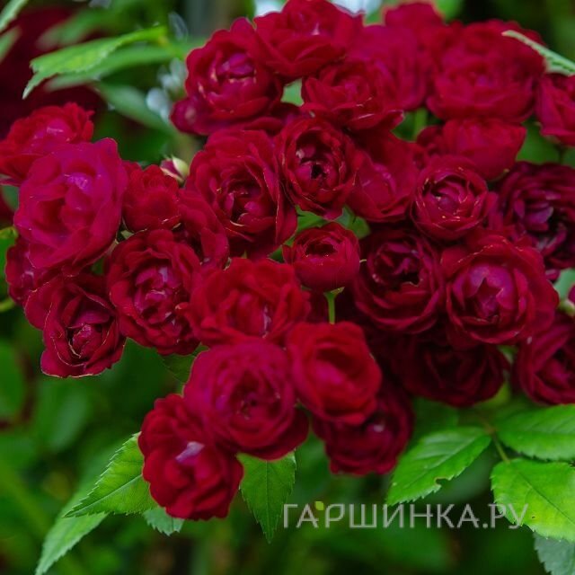 Роза Перенниал Ред Домино плетистая, Тантау