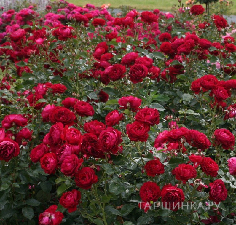 Роза Бордо флорибунда, Кордес