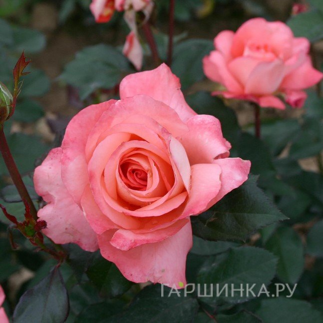 Роза Вайкики флорибунда
