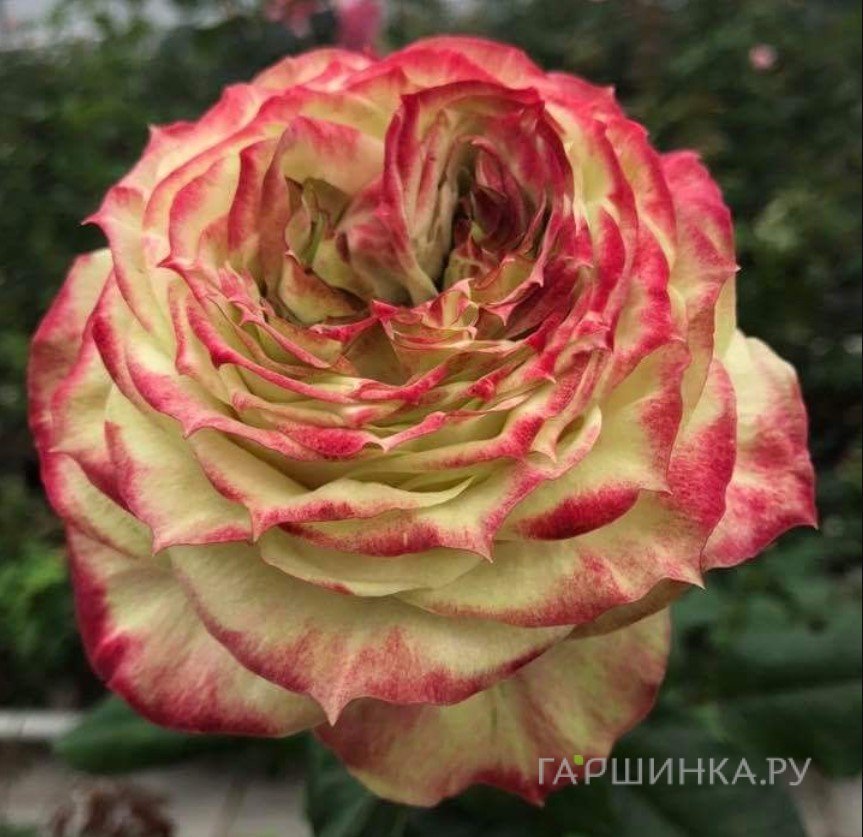 Роза Эппл Джек