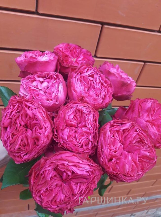 Роза Фрозен Саммерхаус