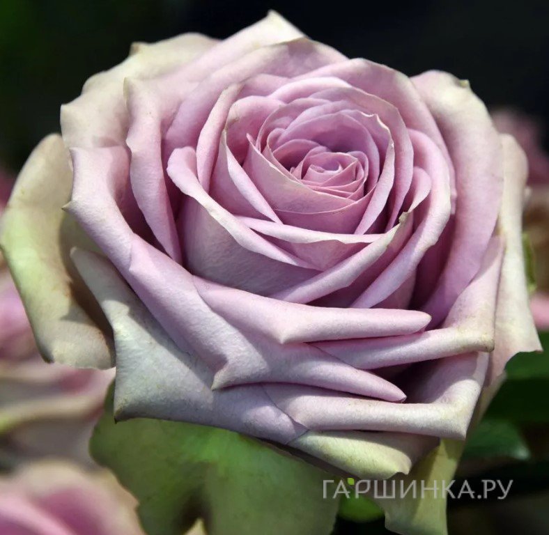 Роза Тиара