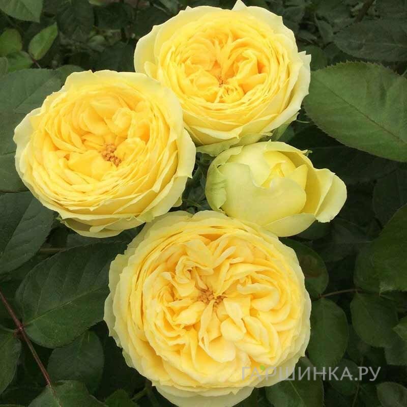 Роза Каталина спрей