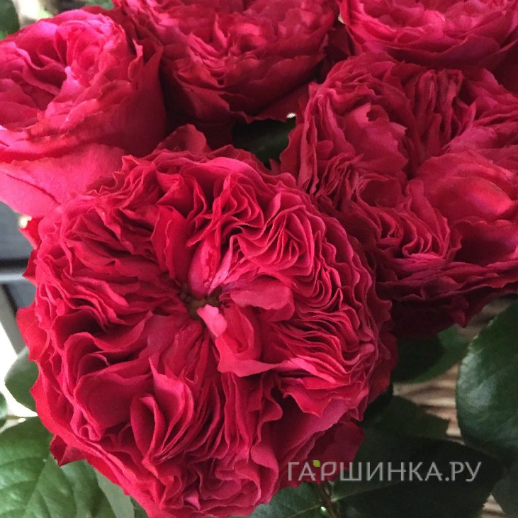 Роза Фрозен