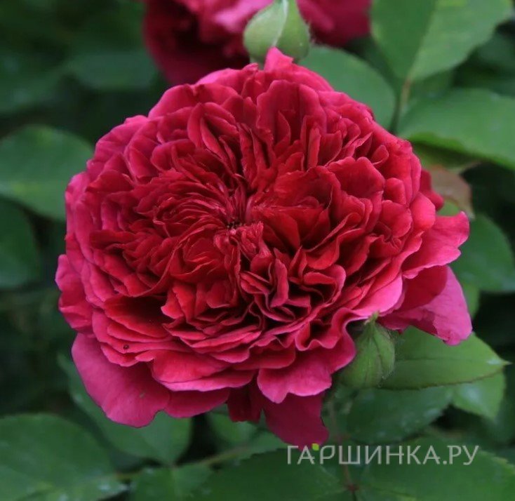 Роза Тесс