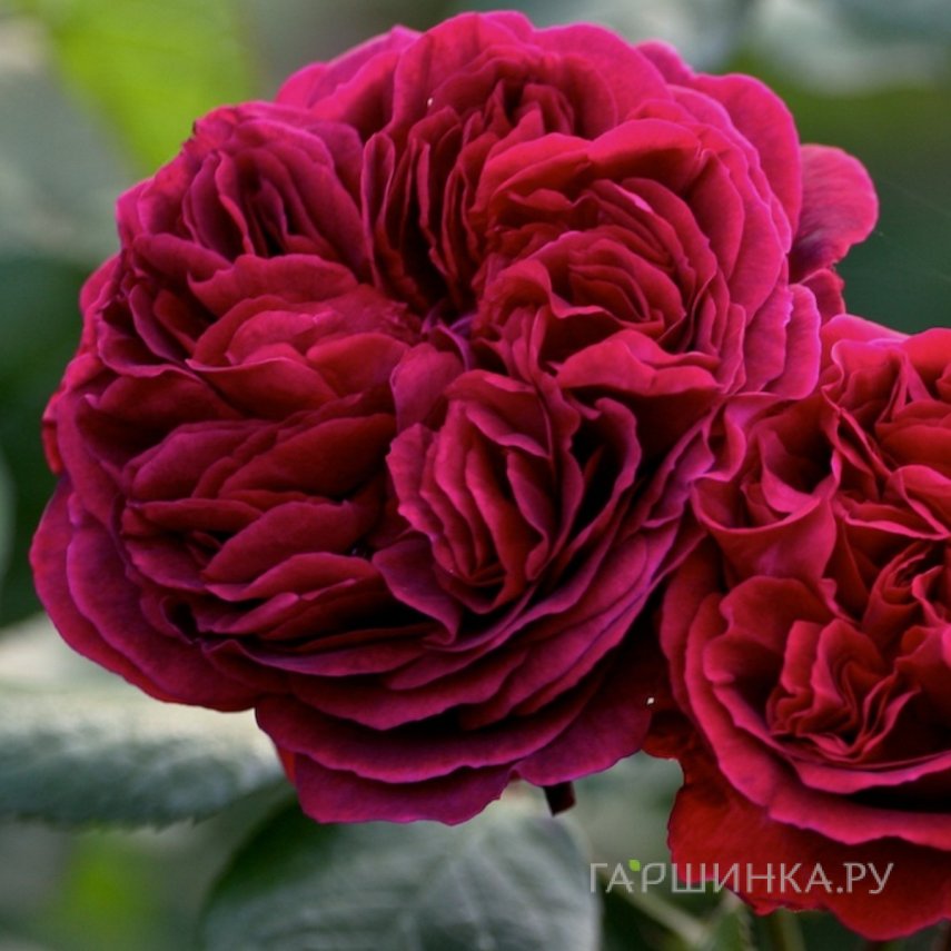 Роза Дарк Леди