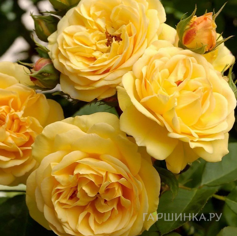 Роза Чарльз Дарвин