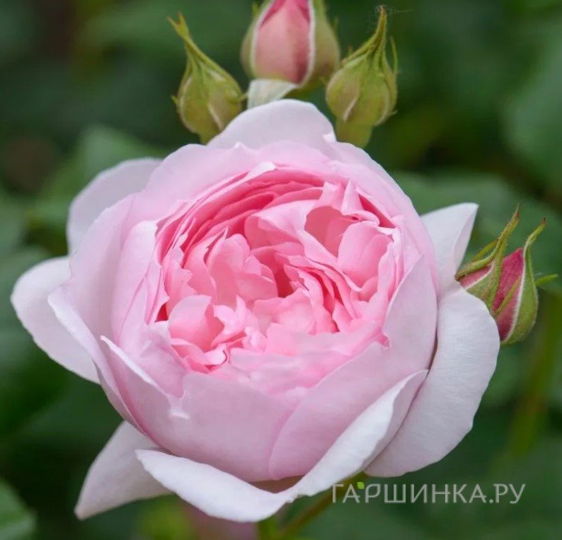 Роза Сцептерд Айл