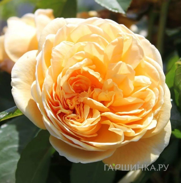 Роза Тизинг Джорджия