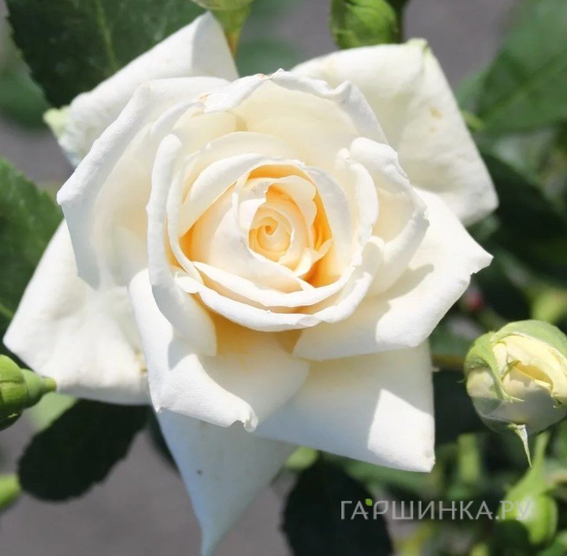 Роза Ильзе Крон Суперриор