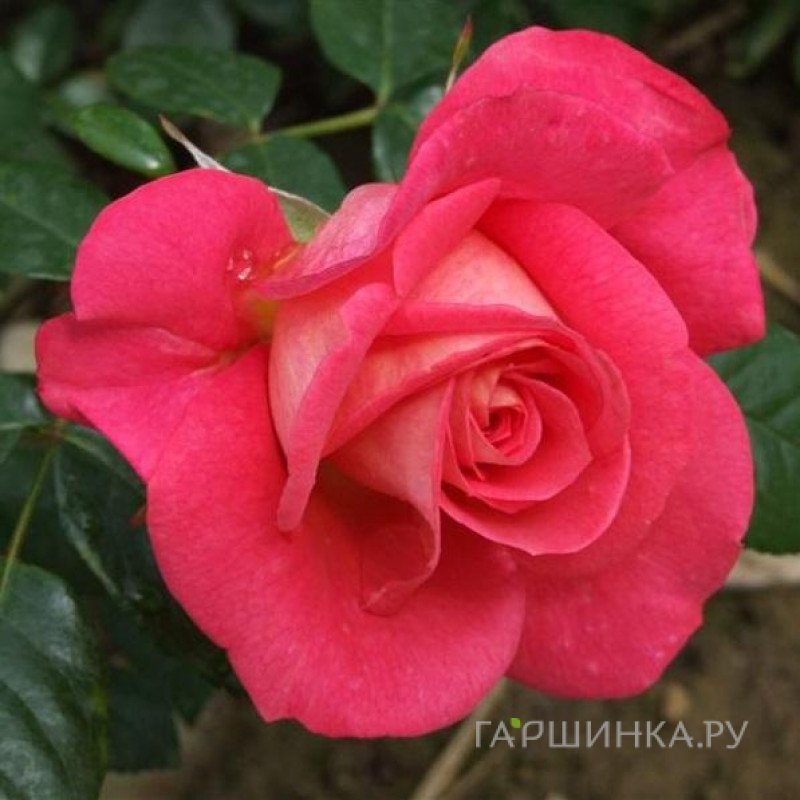 Роза Шогун