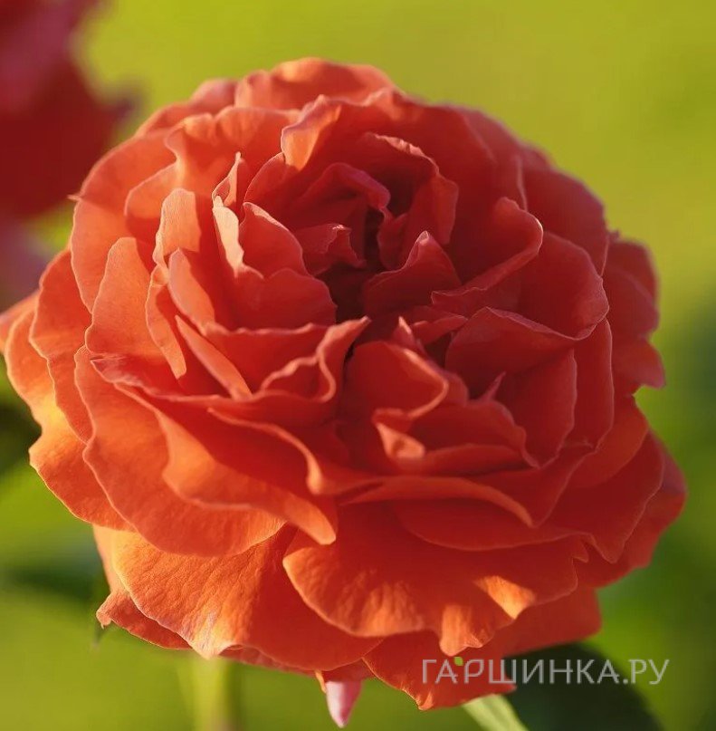 Роза Наранга