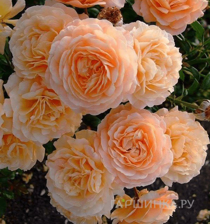 Роза Априкот Скай