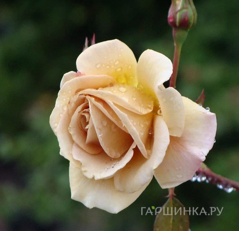 Роза Баттерскотч