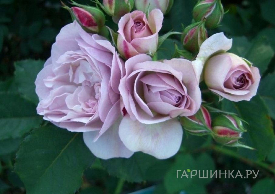 Роза Флоранс Делатр