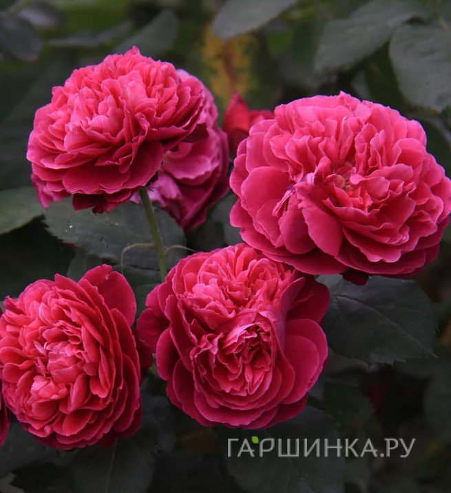 Роза Бисантенэр Де Гийо