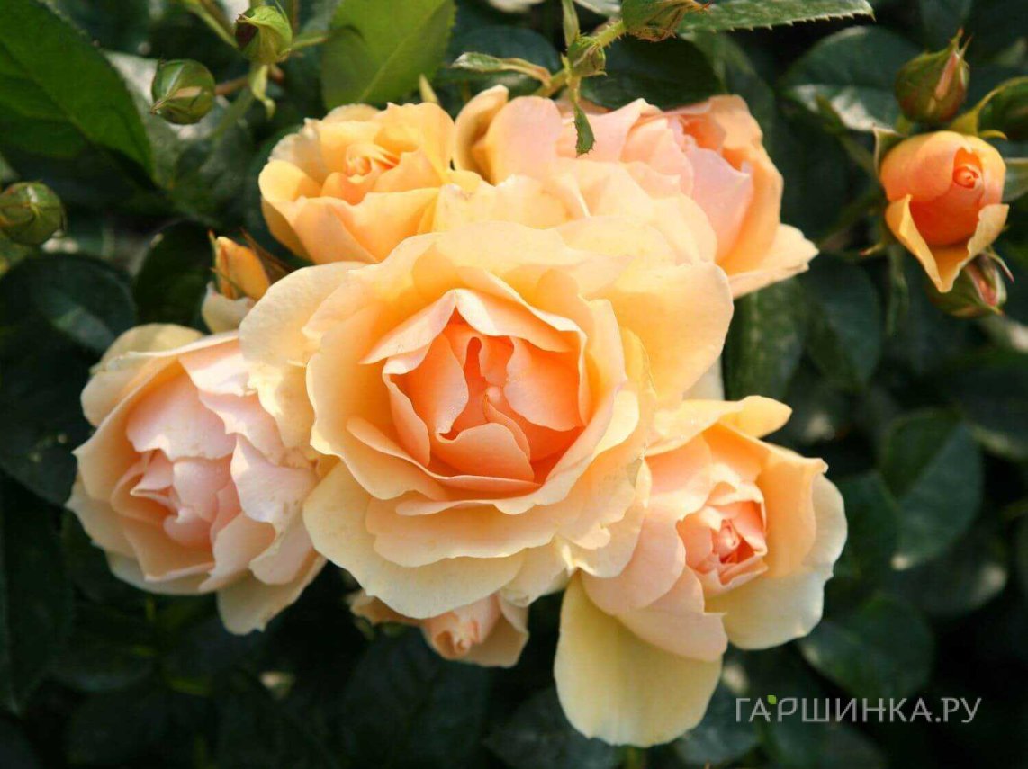 Роза Серкл оф Лайф