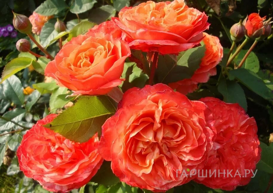 Роза Эмильен Гийо