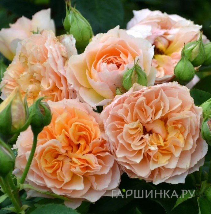 Роза Фрауфраутанте