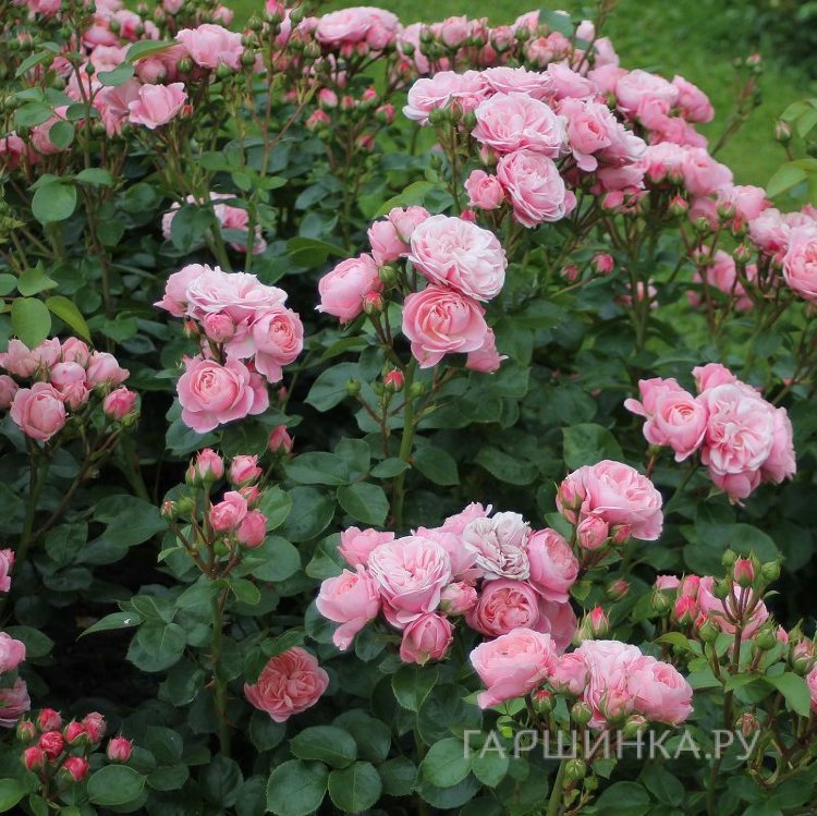 Роза Байландо