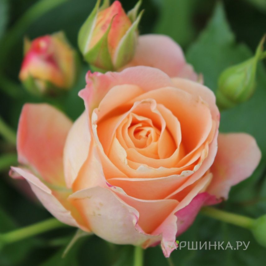 Роза Дольче Вита чайно-гибридная