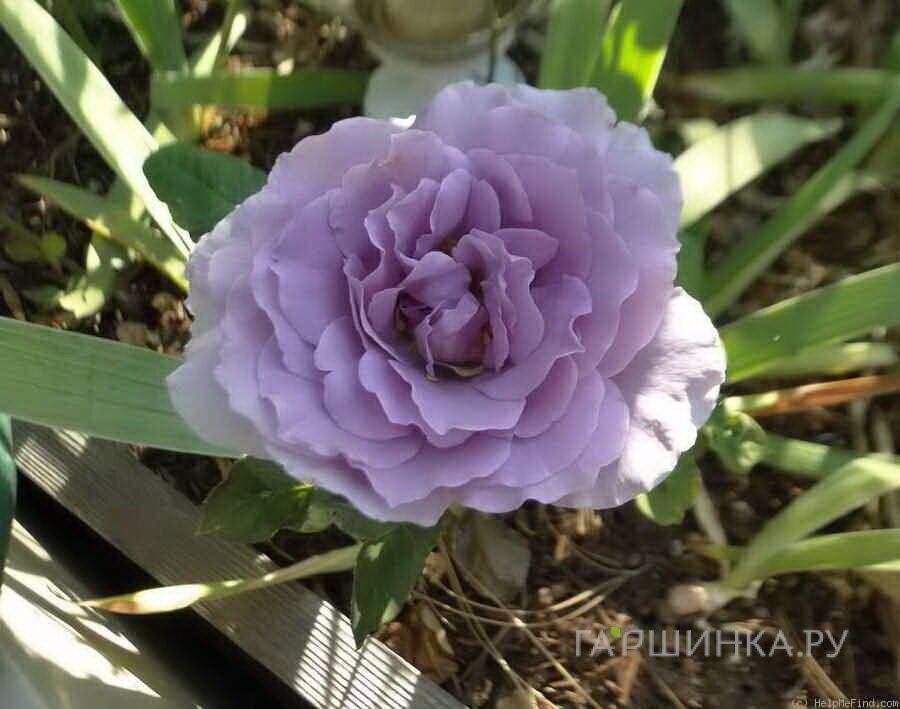 Роза Семь морей