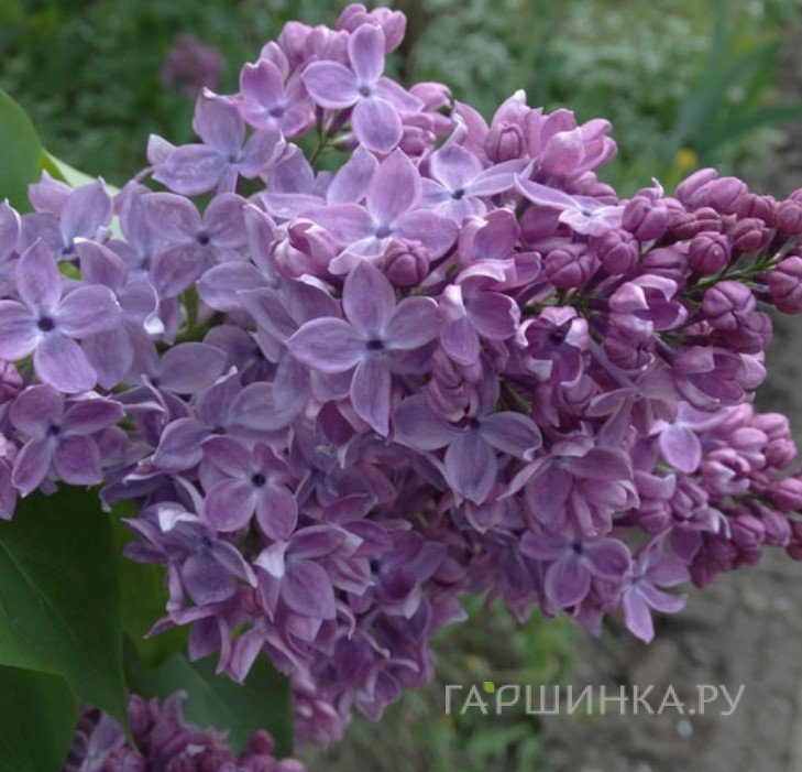 Сирень Школьница