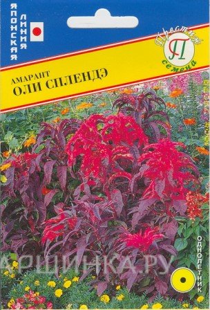 Семена Амарант "Оли Сплендэ" 25 шт, Престиж