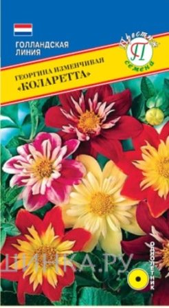 Семена Георгина изменчивая "Коларетта" 12 шт, Престиж