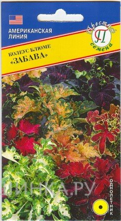 Семена Колеус блюме "Забава" Смесь 10 шт, Престиж