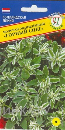 Семена Молочай окаймленный "Горный снег" 20 шт, Престиж