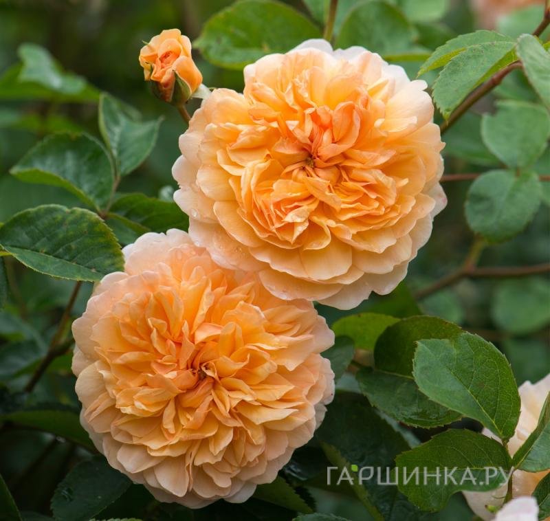 Роза Порт Санлайт