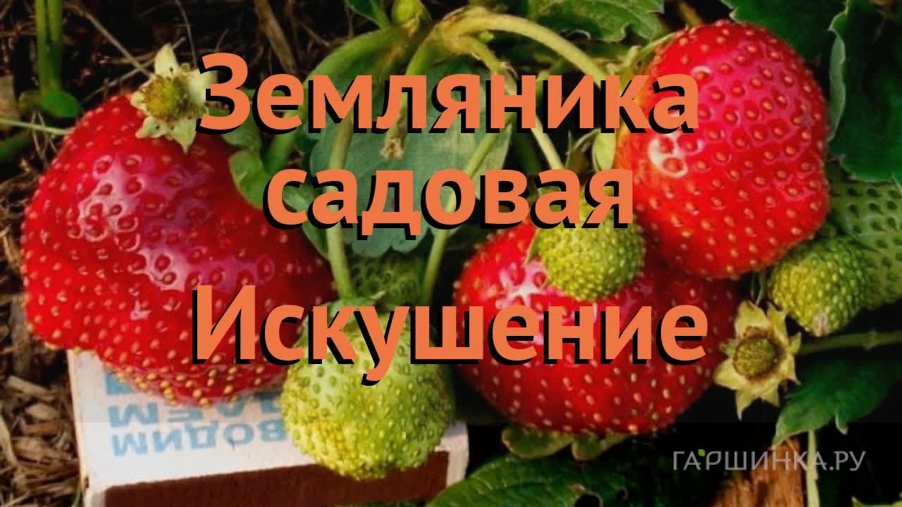 Семена Земляника Искушение (А) 10, Поиск