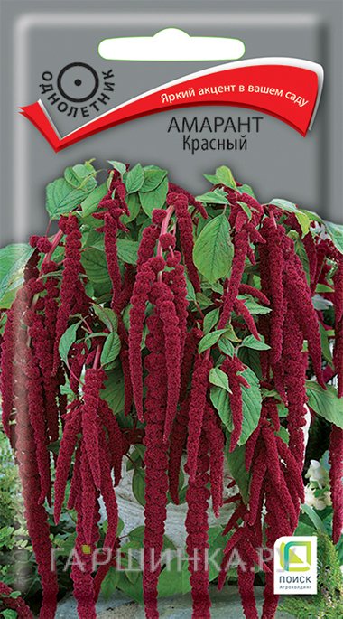 Семена Амарант Красный 0,1, Поиск
