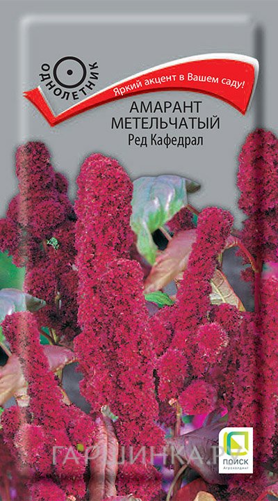 Семена Амарант метельчатый Ред Кафедрал 0,1, Поиск