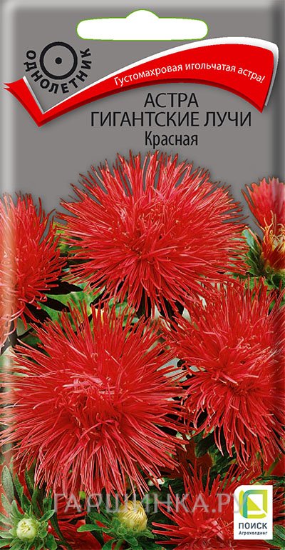 Семена Астра Гигантские лучи Красная 0,3, Поиск