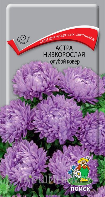 Семена Астра низкорослая Голубой ковер 0,2, Поиск