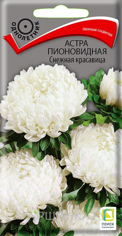 Семена Астра пионовидная Снежная красавица 0,3, Поиск