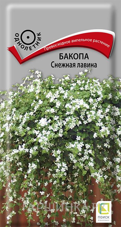 Семена Бакопа Снежная лавина 5, Поиск