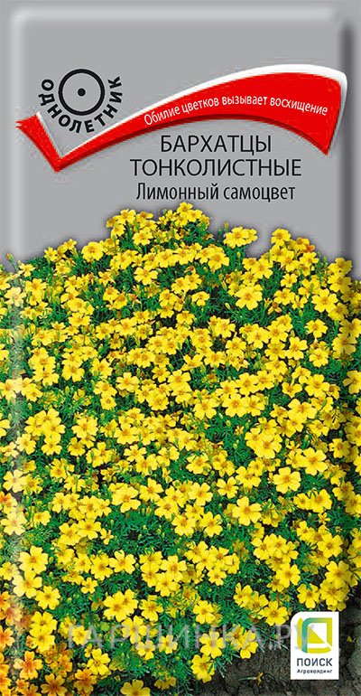 Семена Бархатцы тонколистные Лимонный самоцвет 0,1, Поиск