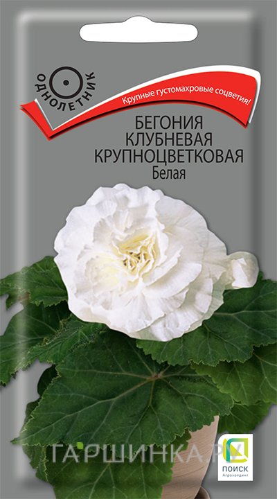 Семена Бегония клубневая крупноцветковая Белая 5, Поиск