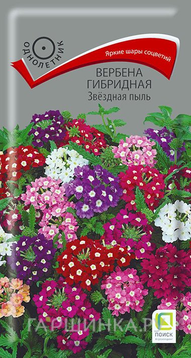 Семена Вербена гибридная Звездная пыль 0,2, Поиск