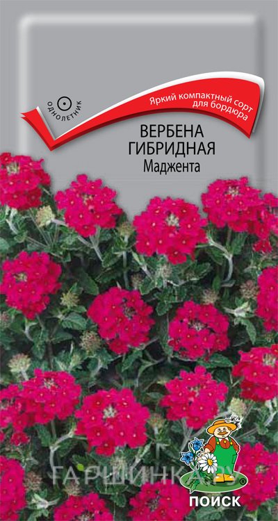 Семена Вербена гибридная Маджента 0,1, Поиск