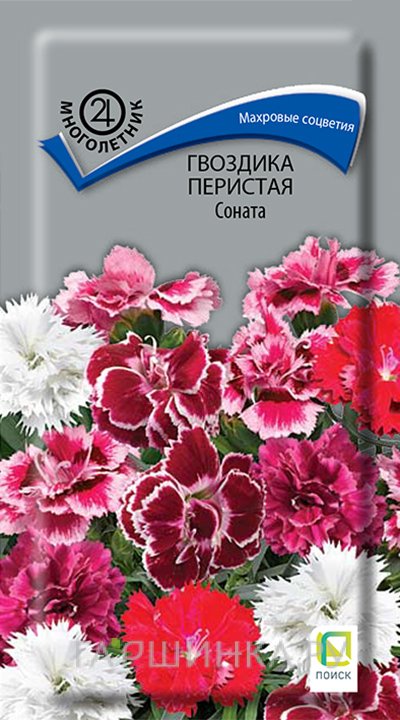 Семена Гвоздика перистая Соната 0,05, Поиск