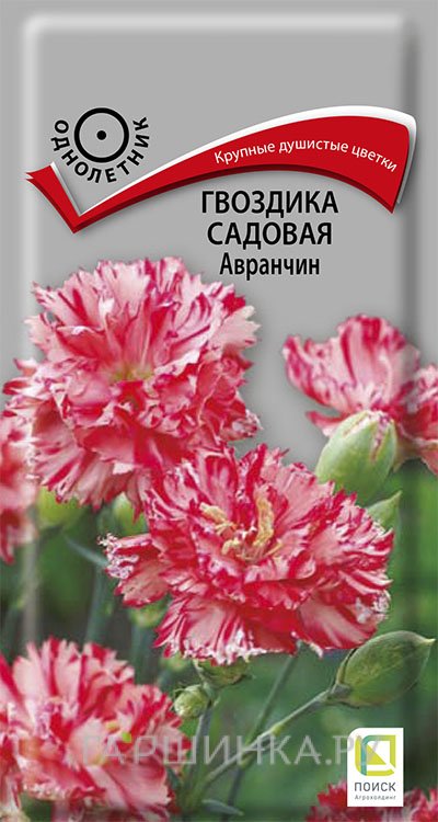 Семена Гвоздика садовая Авранчин 0,1, Поиск