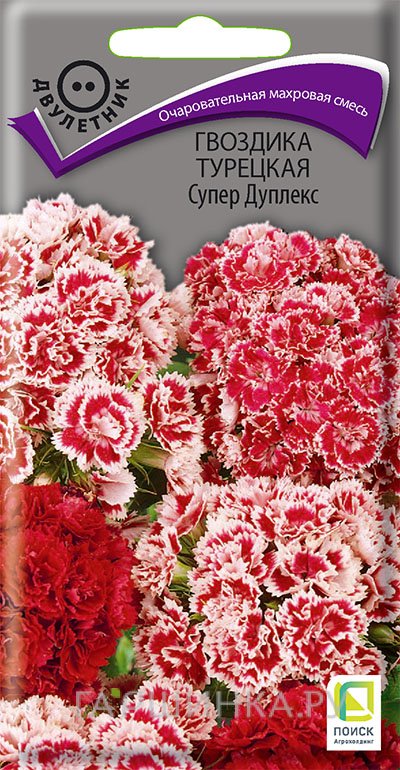 Семена Гвоздика Турецкая Супер Дуплекс 0,3, Поиск
