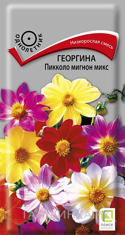 Семена Георгина Пикколо мигнон микс 0,3, Поиск