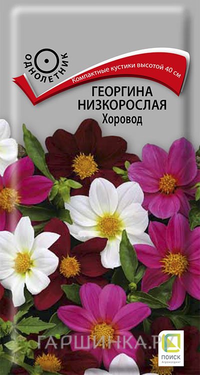 Семена Георгина низкорослая Хоровод 10, Поиск